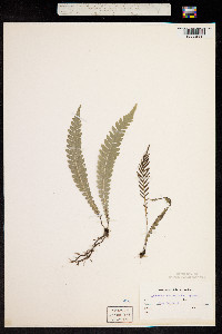 Lomaria lanceolata image