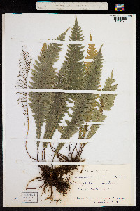 Lomaria lanceolata image