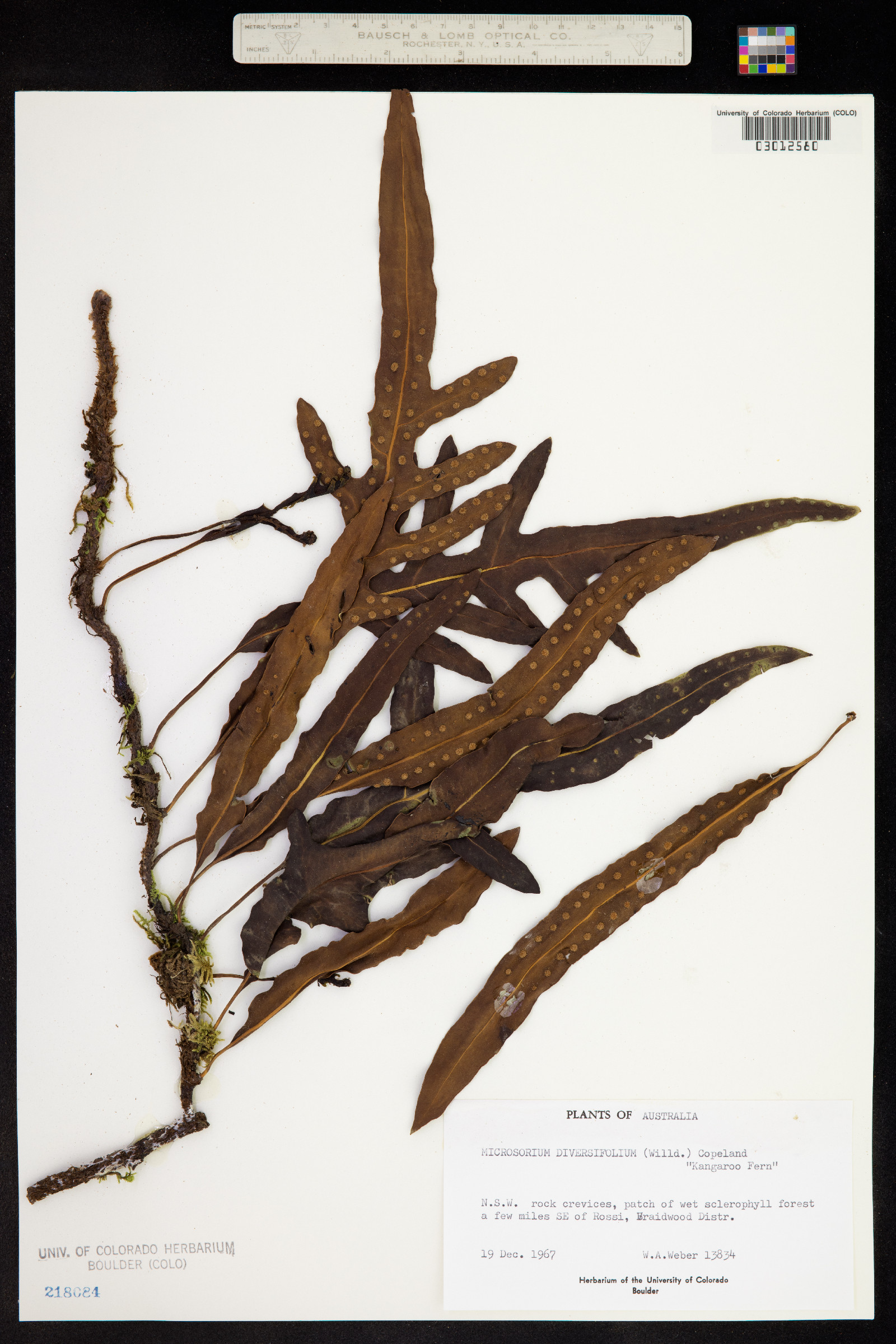Microsorium diversifolium image