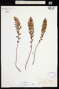 Mohria caffrorum image