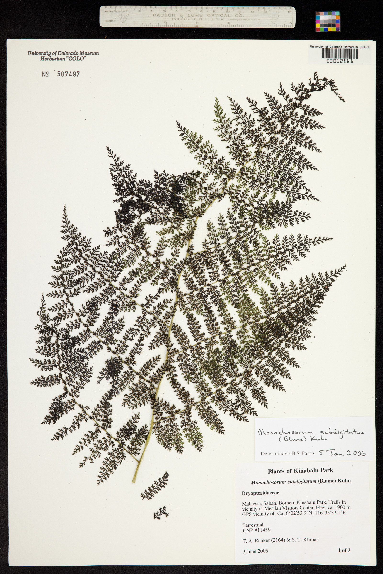 Monachosorum subdigitatum image