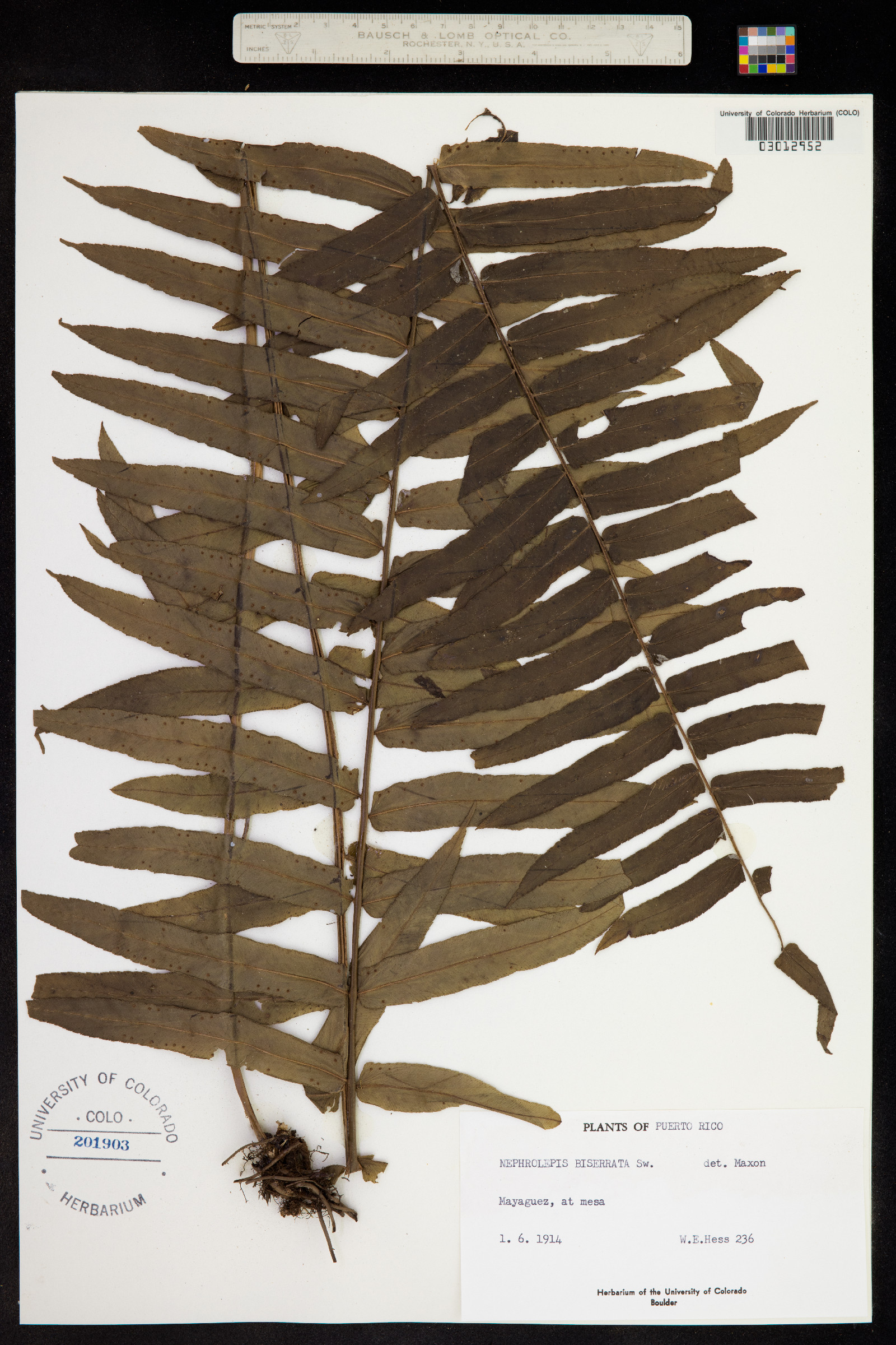 Nephrolepis biserrata image