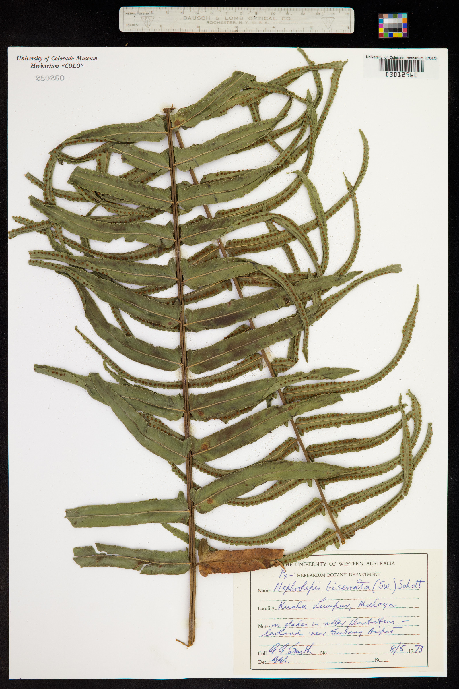 Nephrolepis biserrata image
