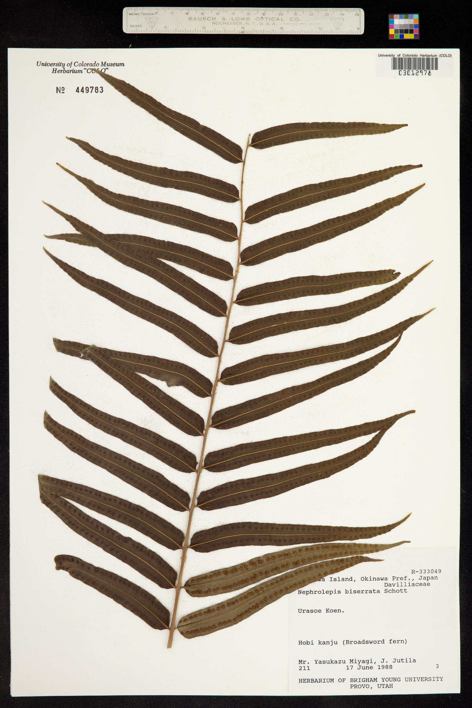 Nephrolepis biserrata image