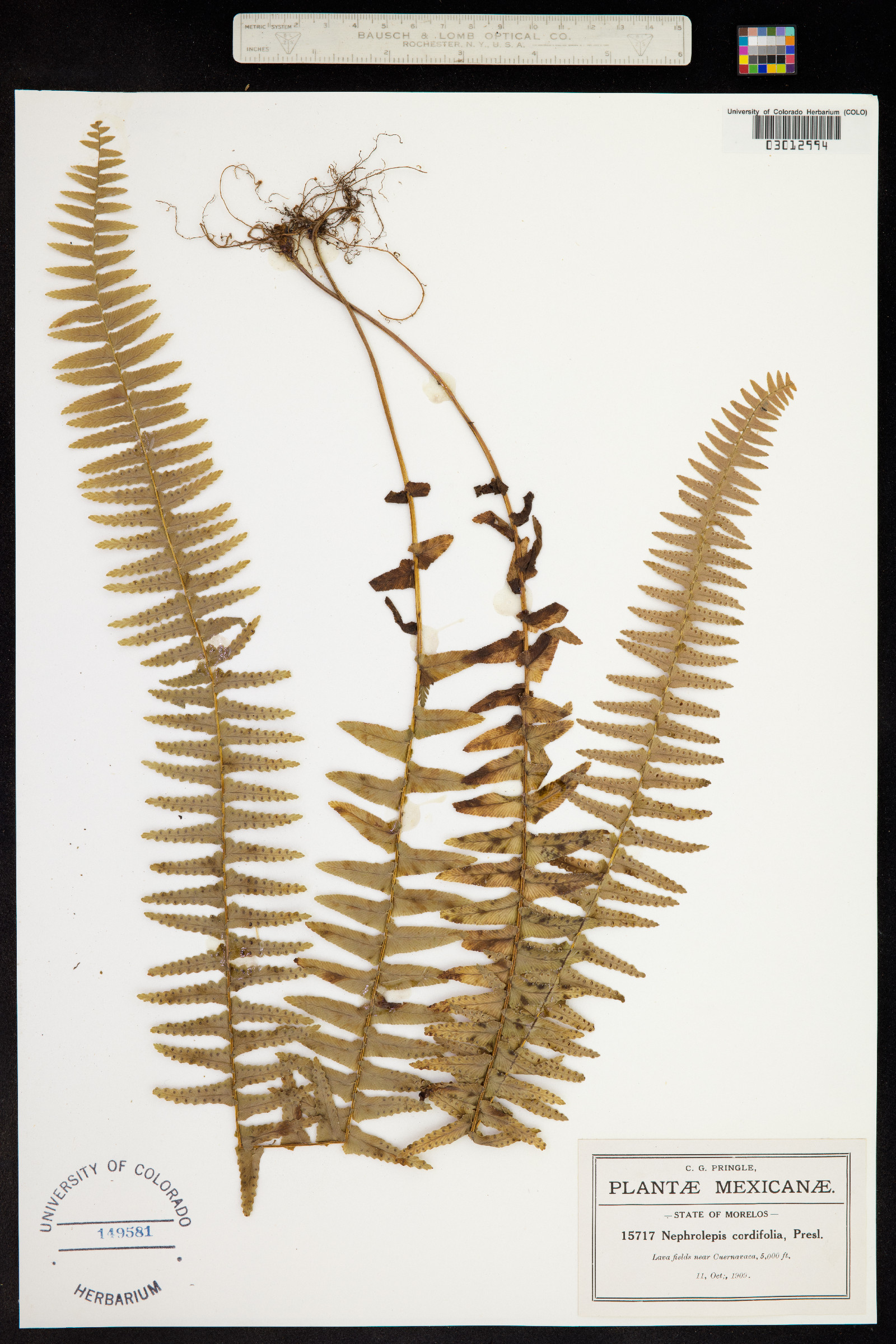 Nephrolepis image