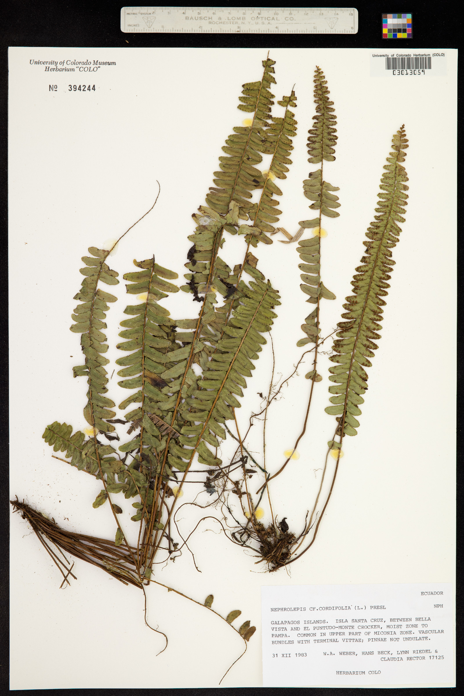 Nephrolepis cordifolia image