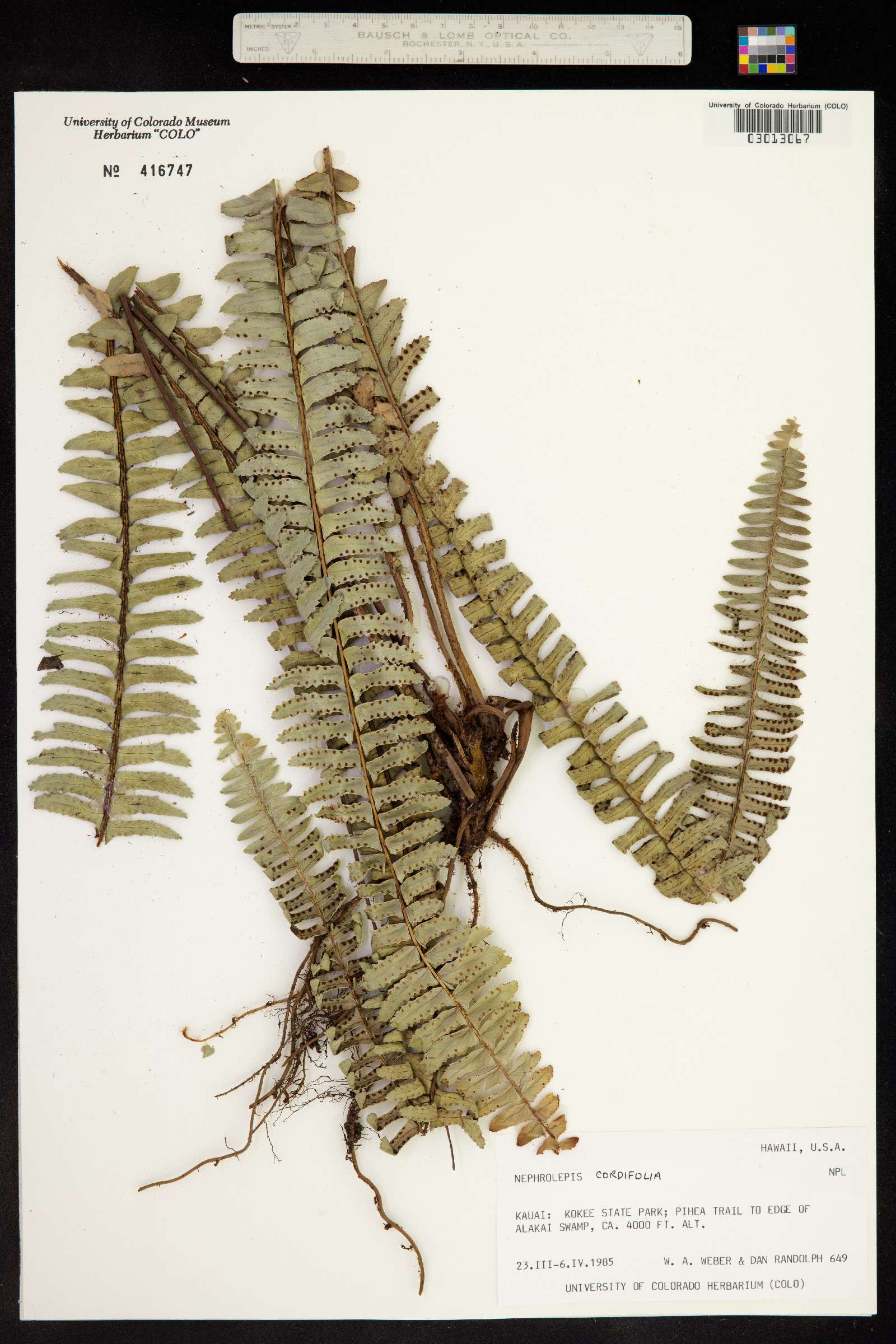 Nephrolepis cordifolia image