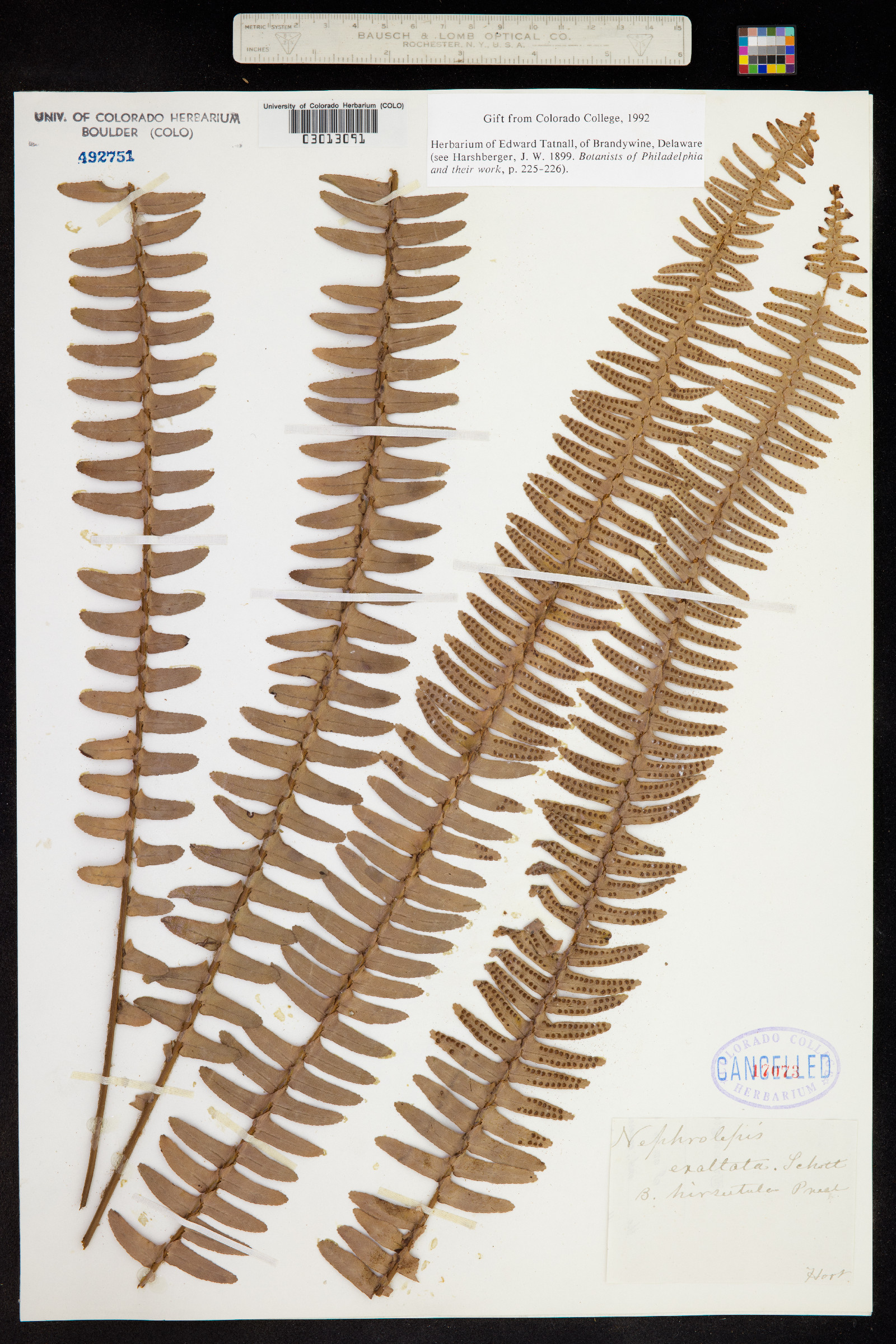 Nephrolepis exaltata image