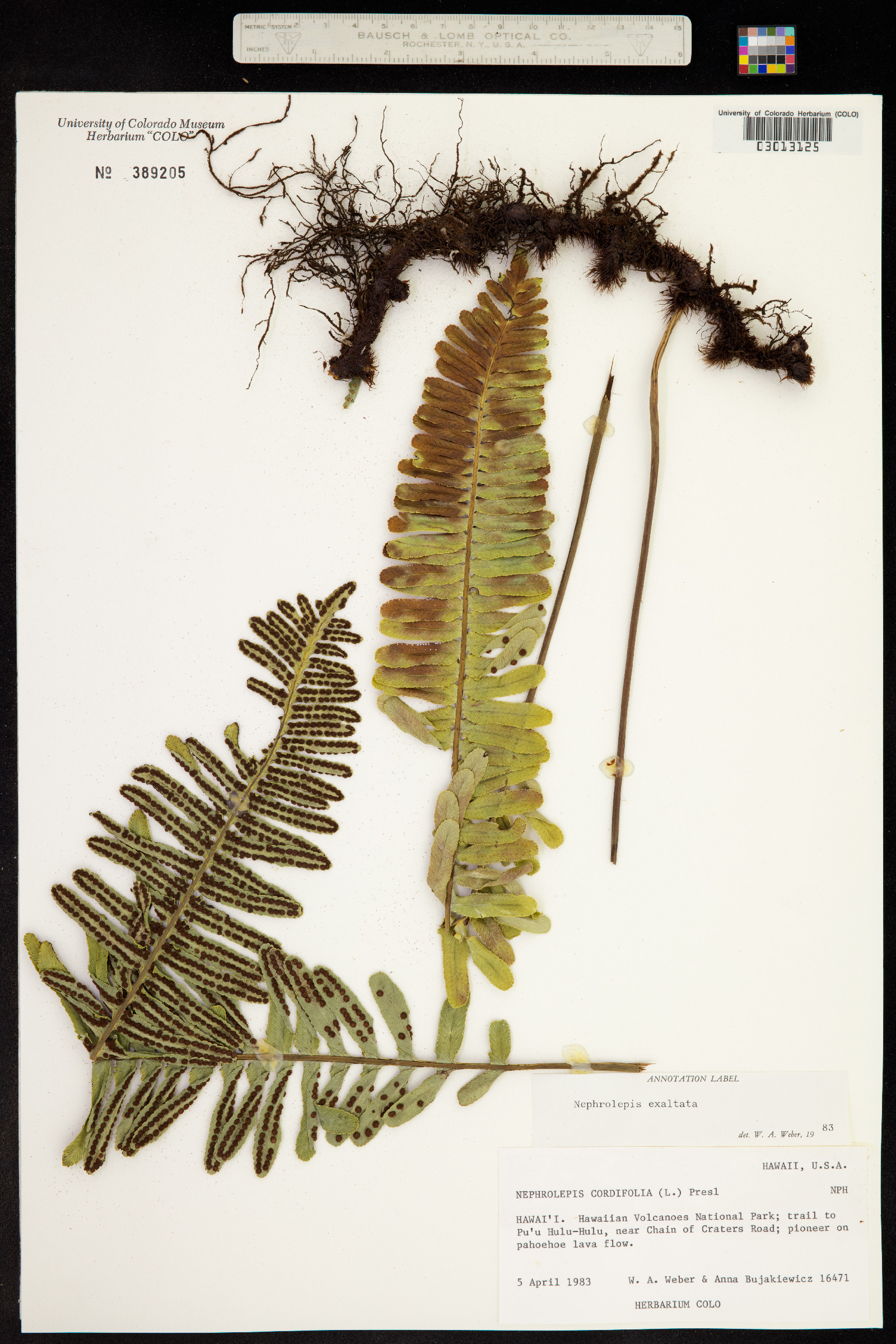 Nephrolepis exaltata image