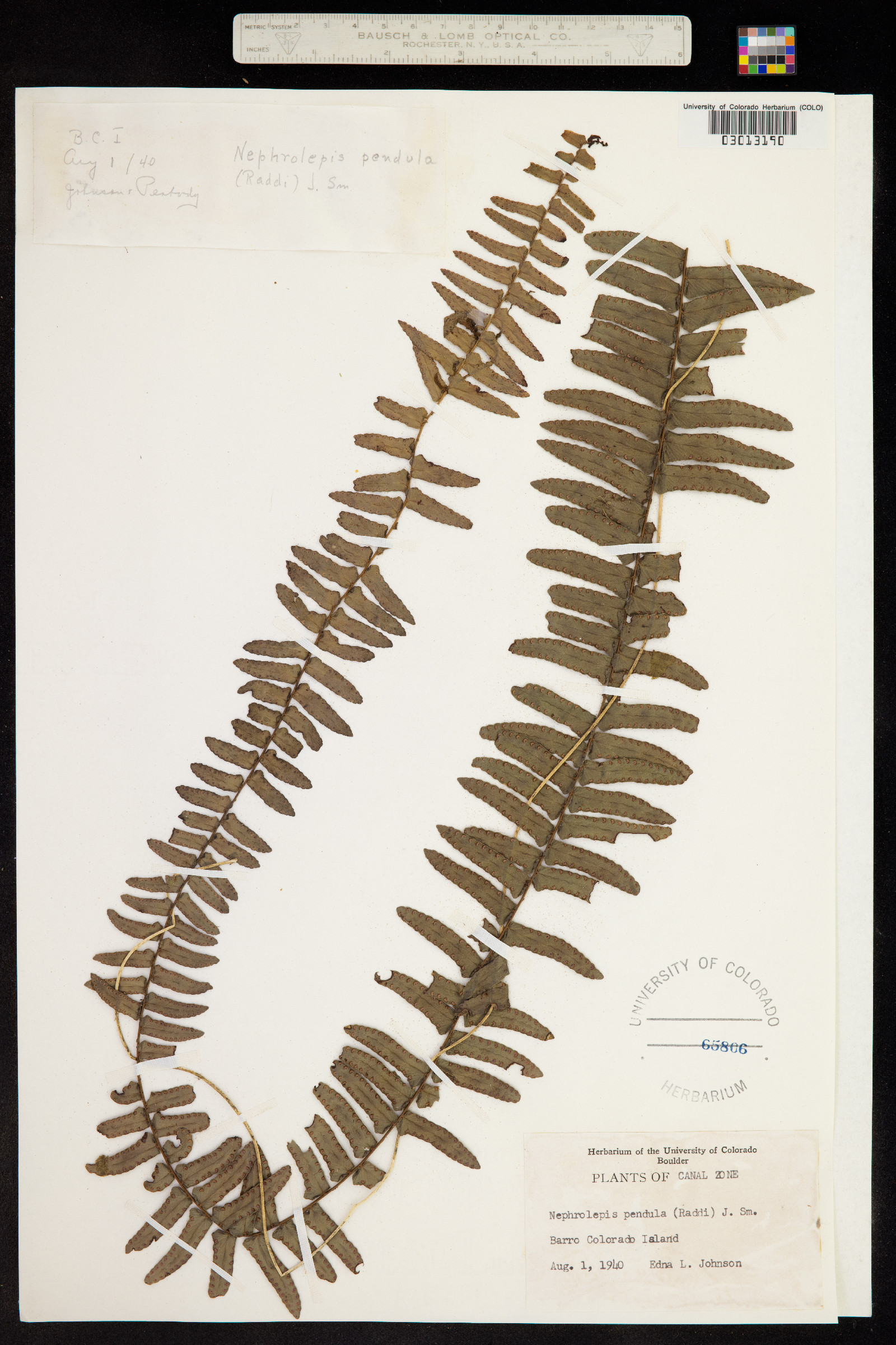 Nephrolepis pendula image