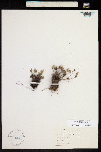 Image of Notholaena californica