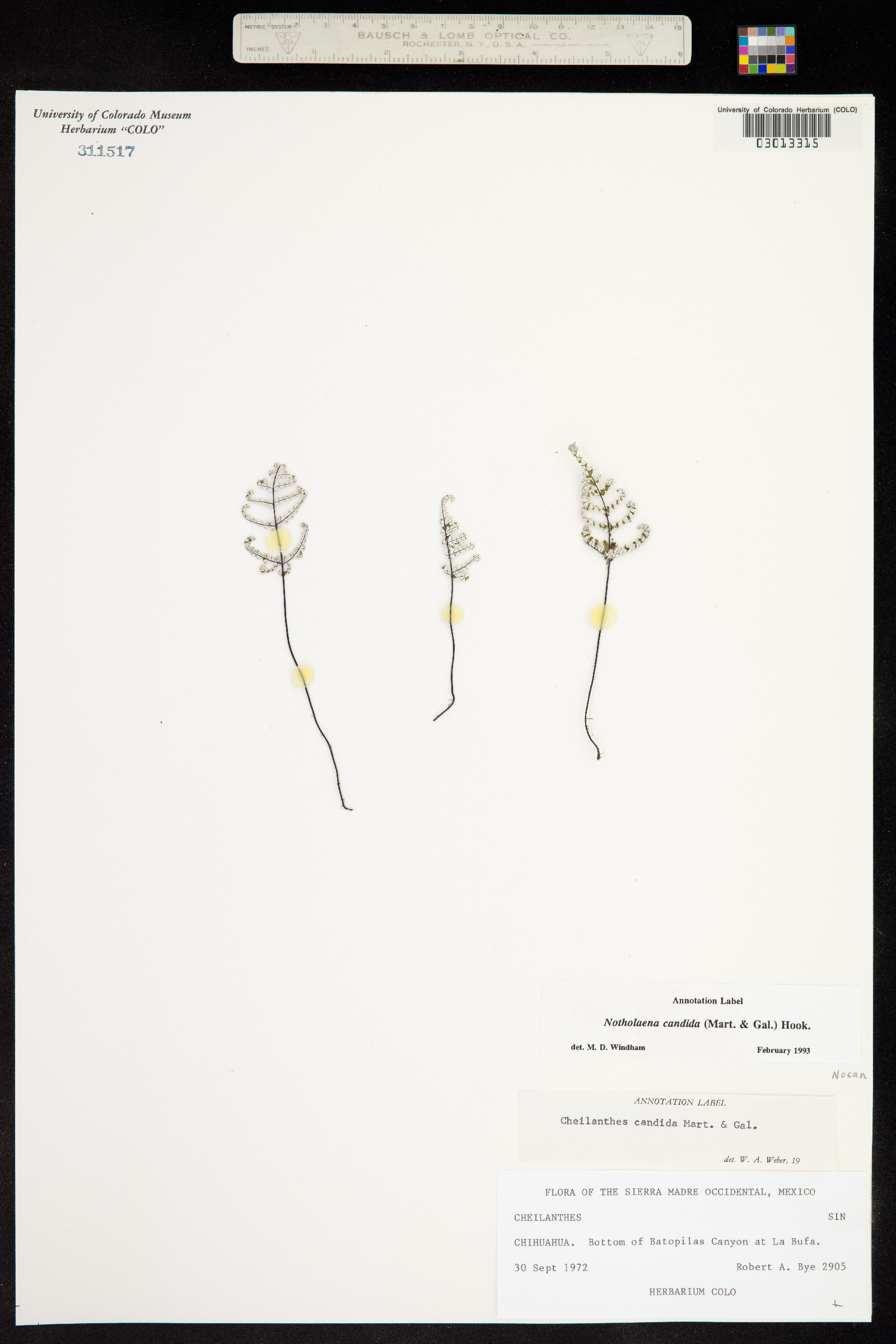 Notholaena candida image