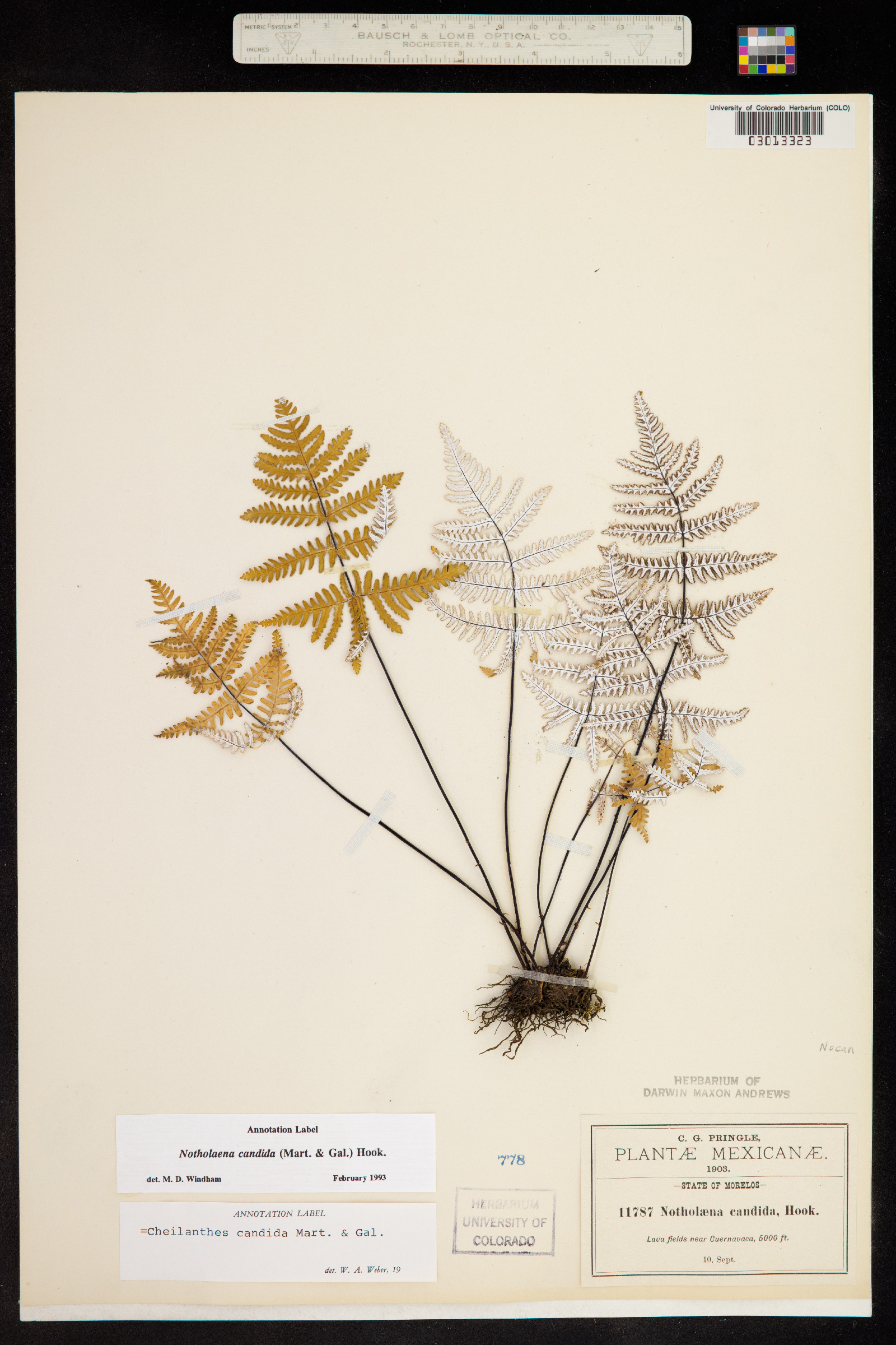 Notholaena candida image
