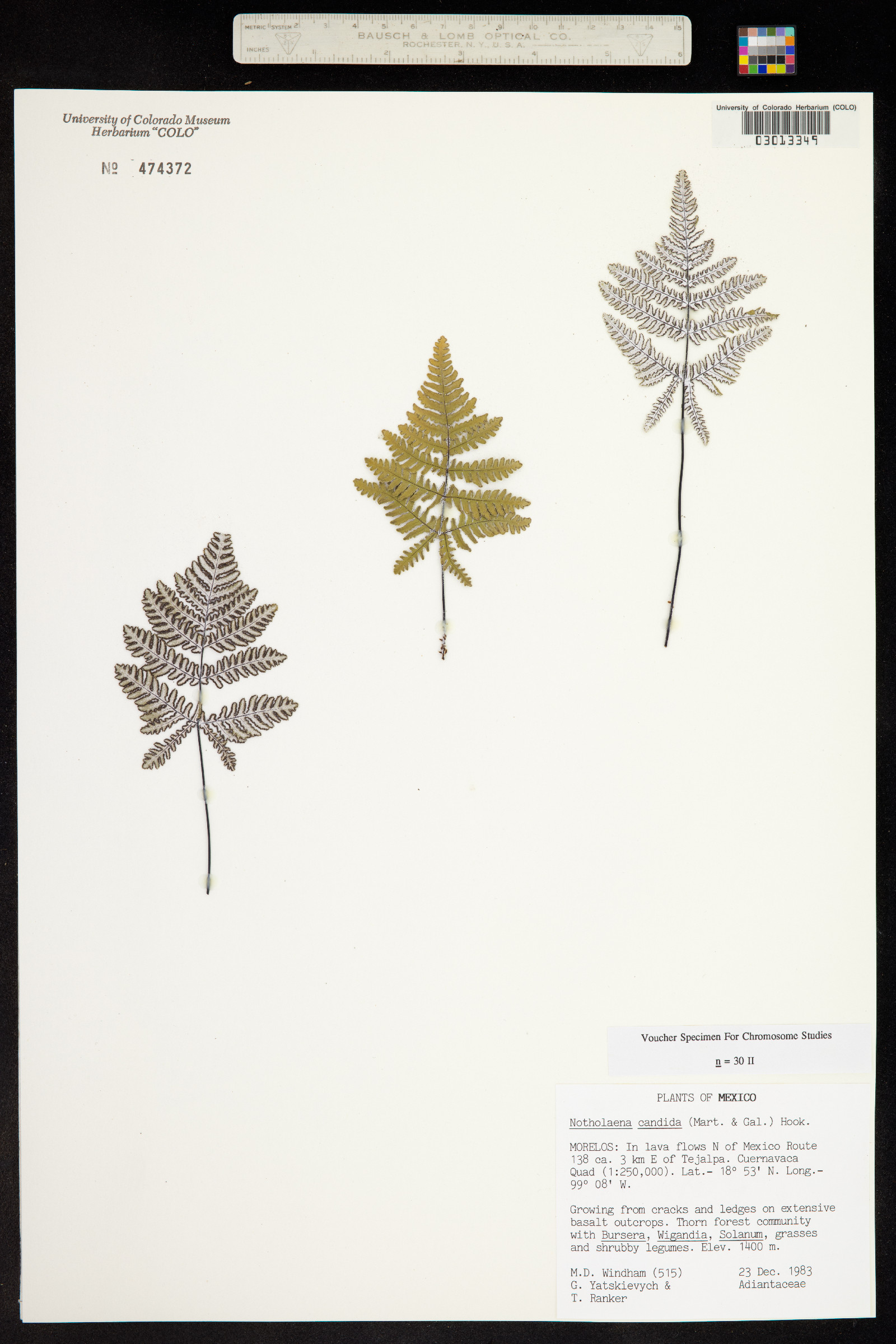 Notholaena candida image