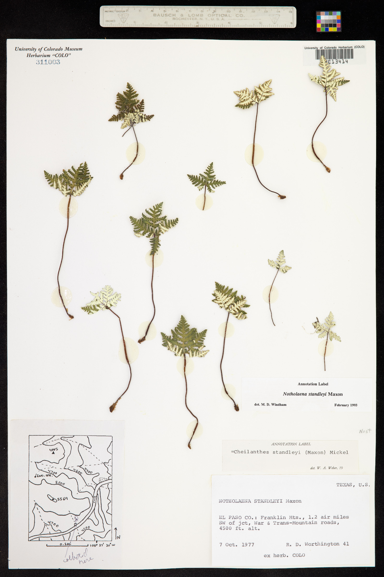 Notholaena standleyi image