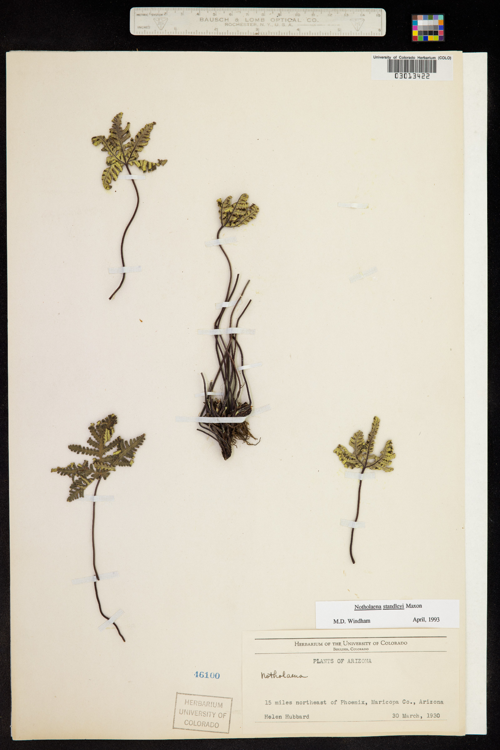 Notholaena standleyi image