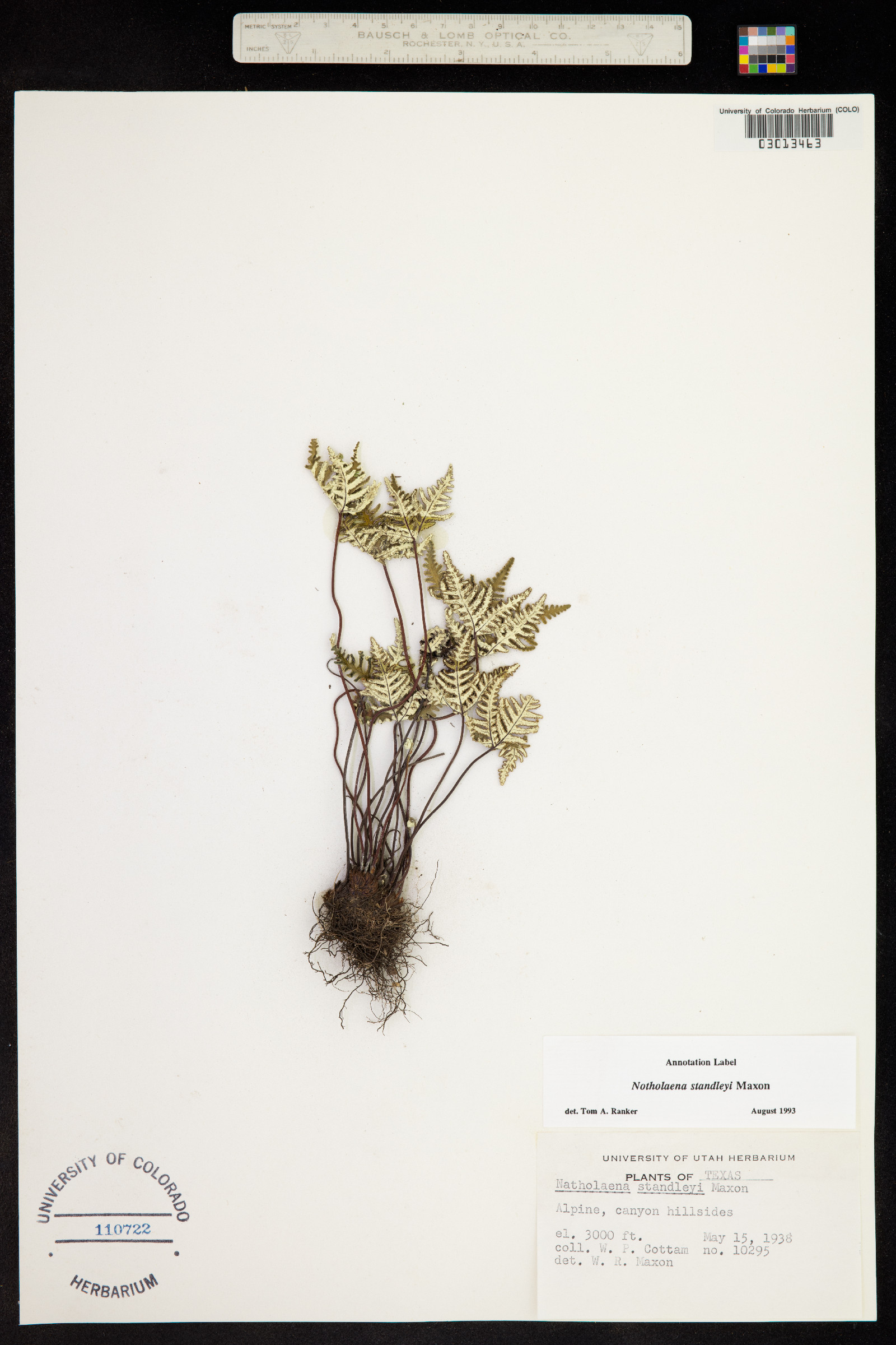 Notholaena standleyi image