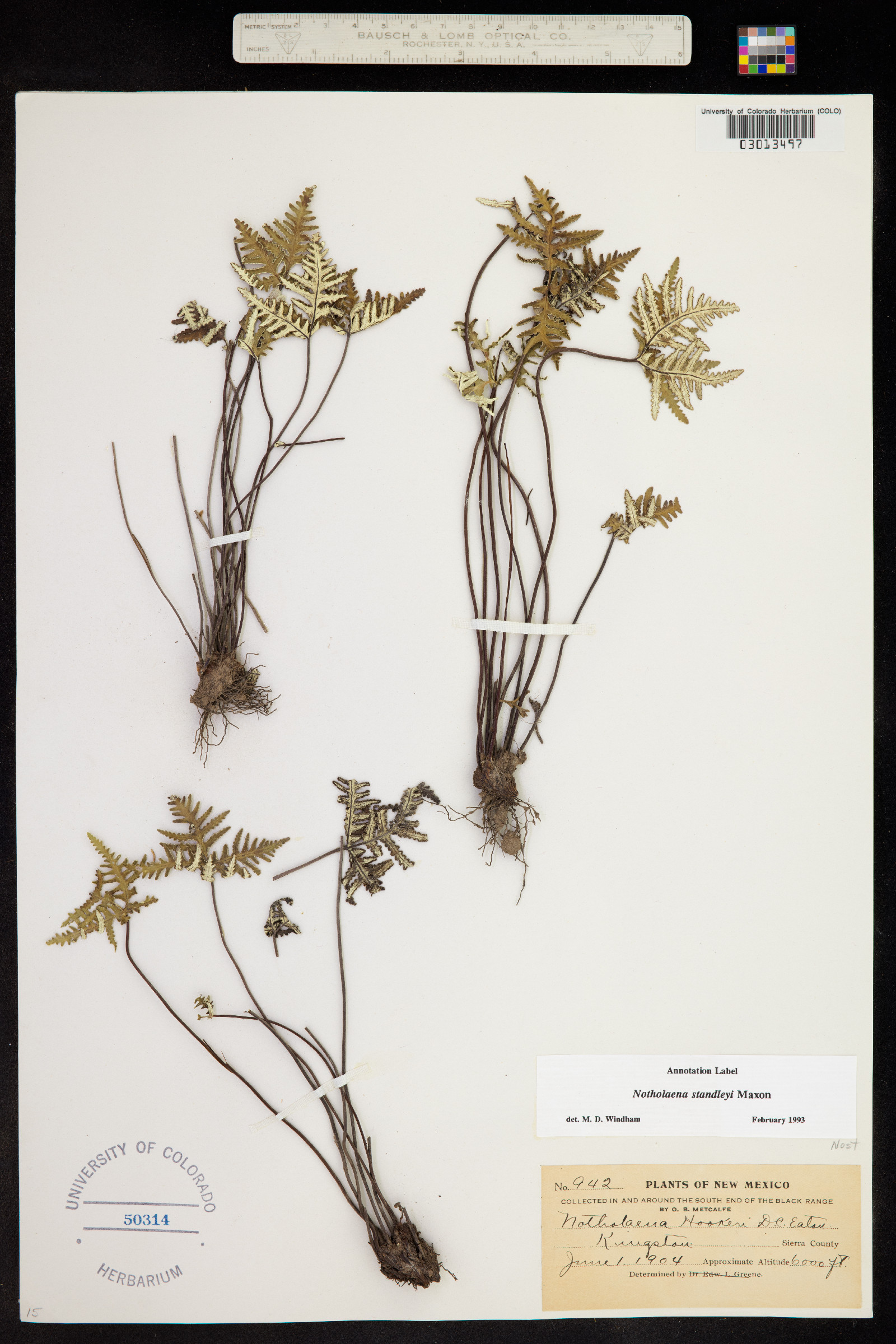 Notholaena standleyi image