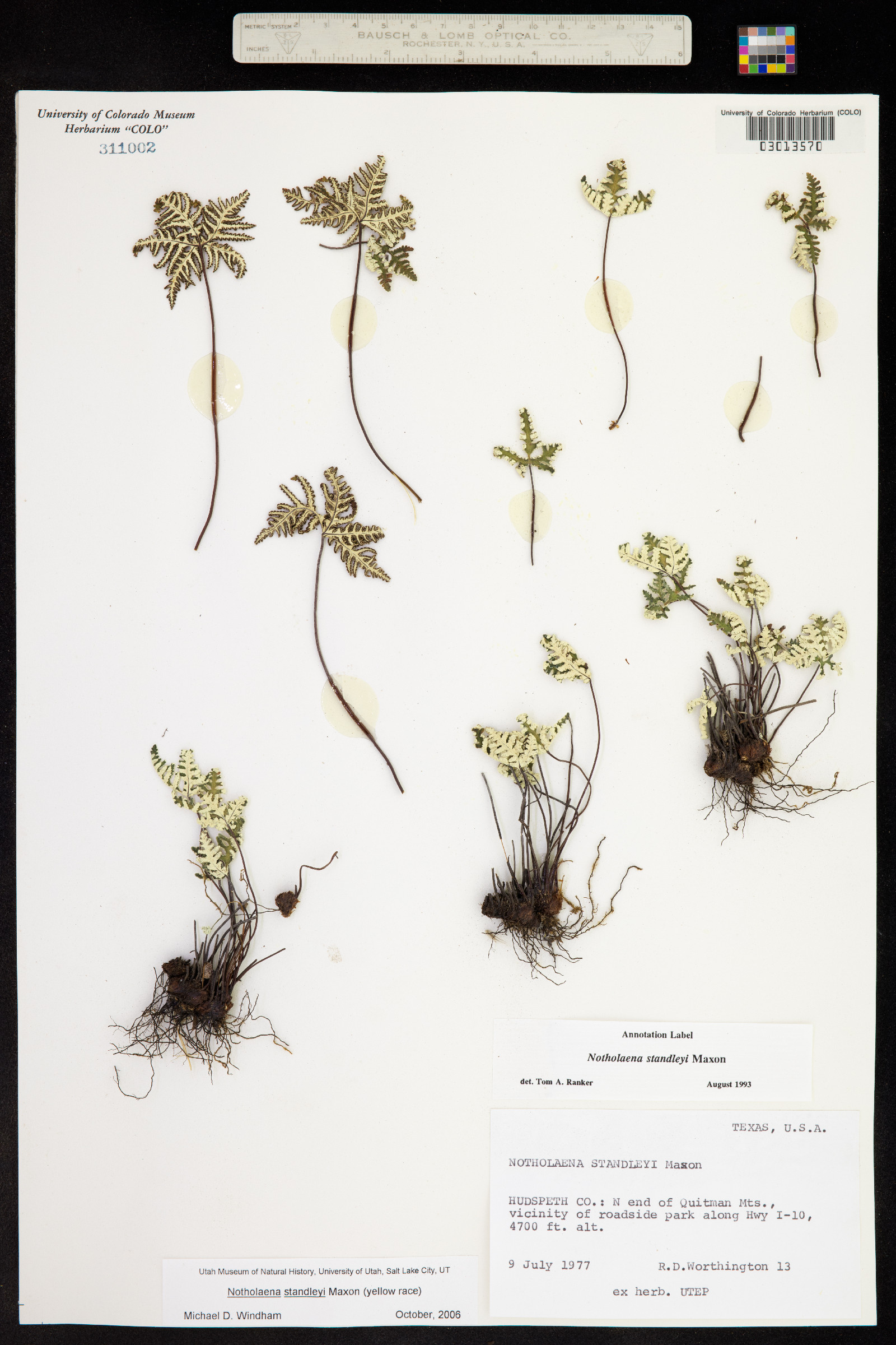 Notholaena standleyi image