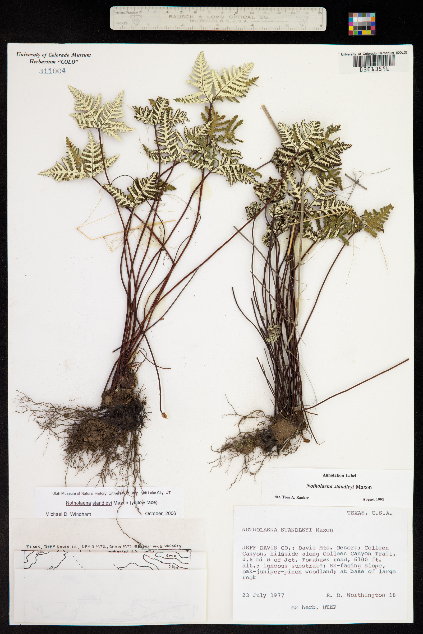 Notholaena standleyi image