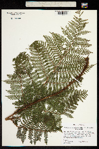 Dryopteris rubiginosa image