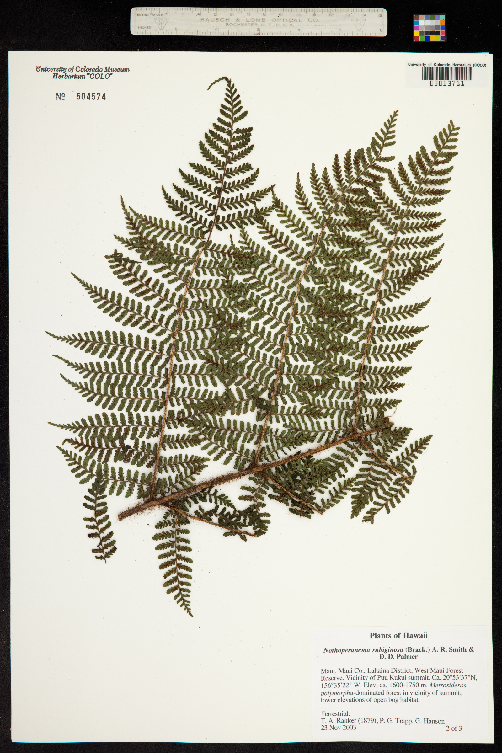 Dryopteris rubiginosa image