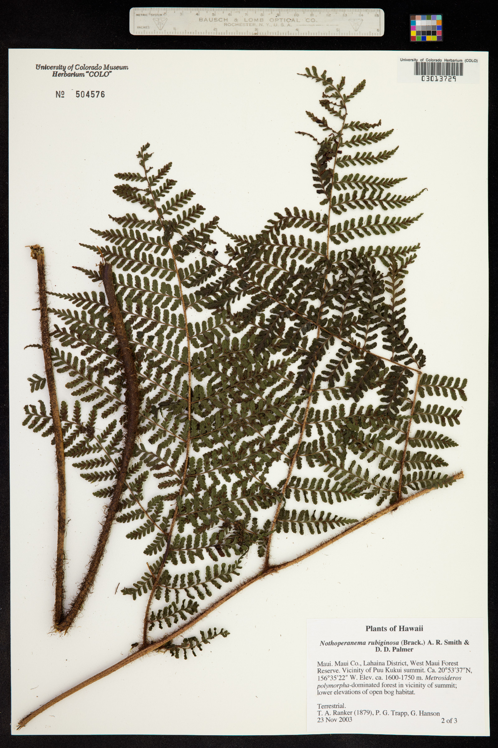 Dryopteris rubiginosa image