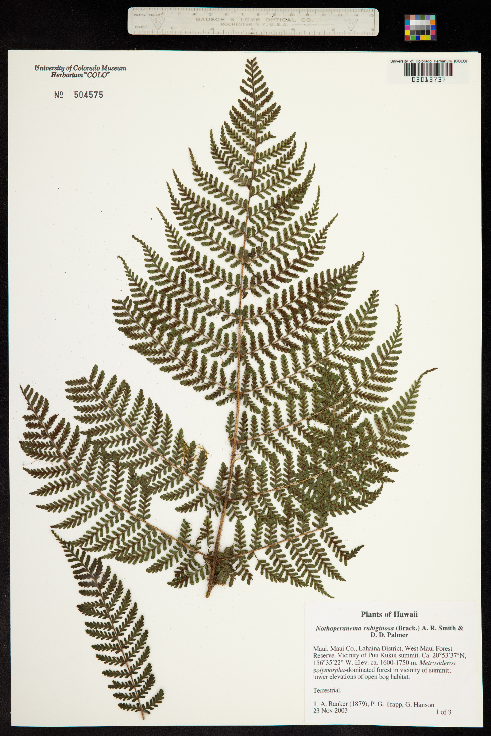 Dryopteris rubiginosa image