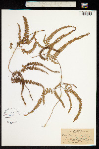 Image of Odontosoria scandens