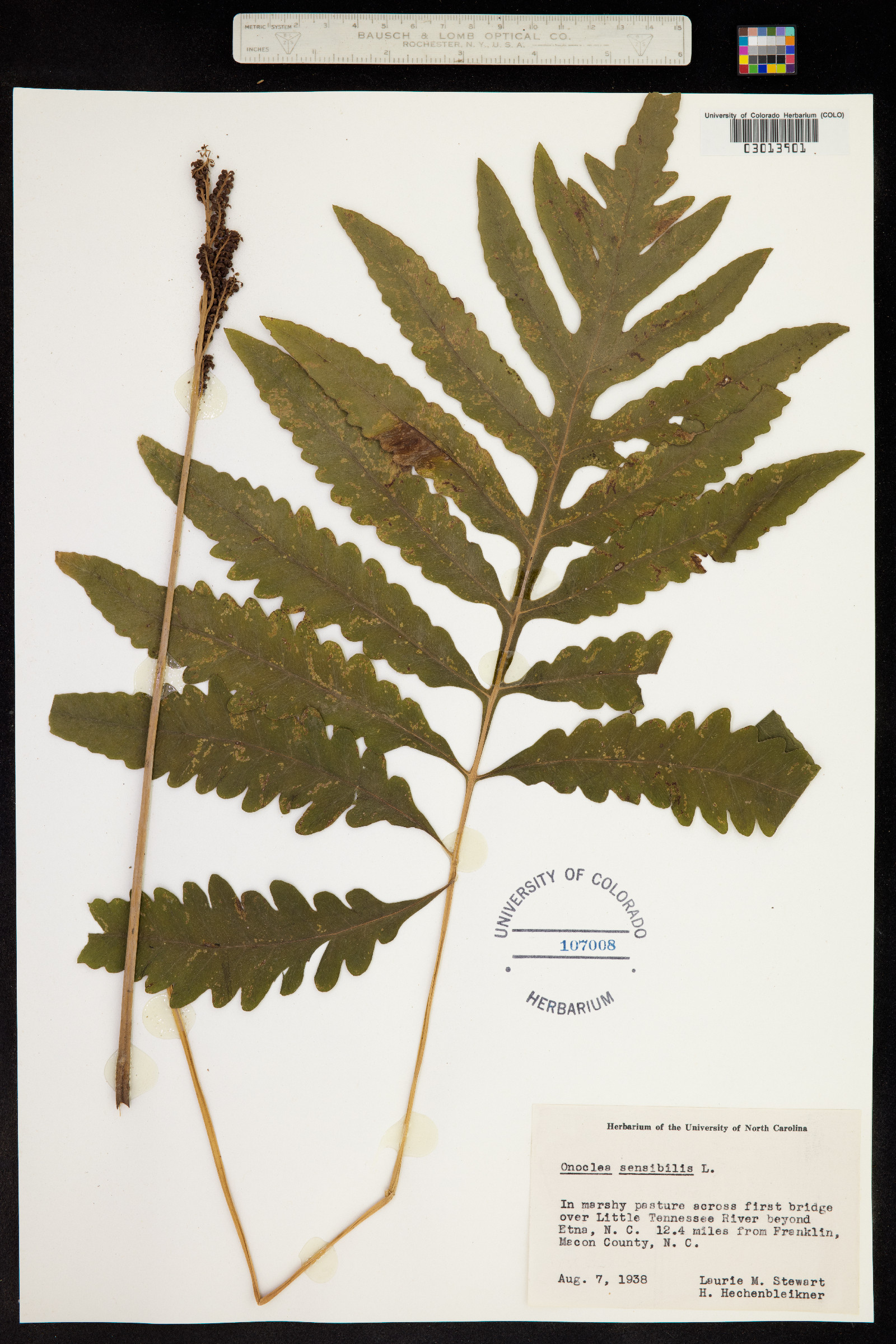 Onoclea sensibilis image