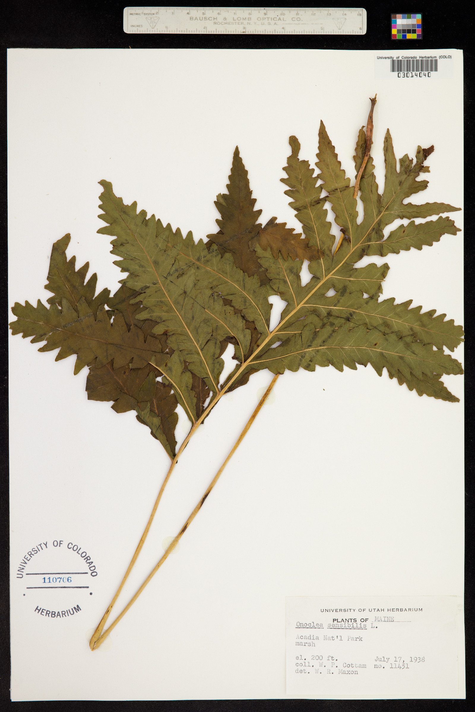 Onoclea sensibilis image