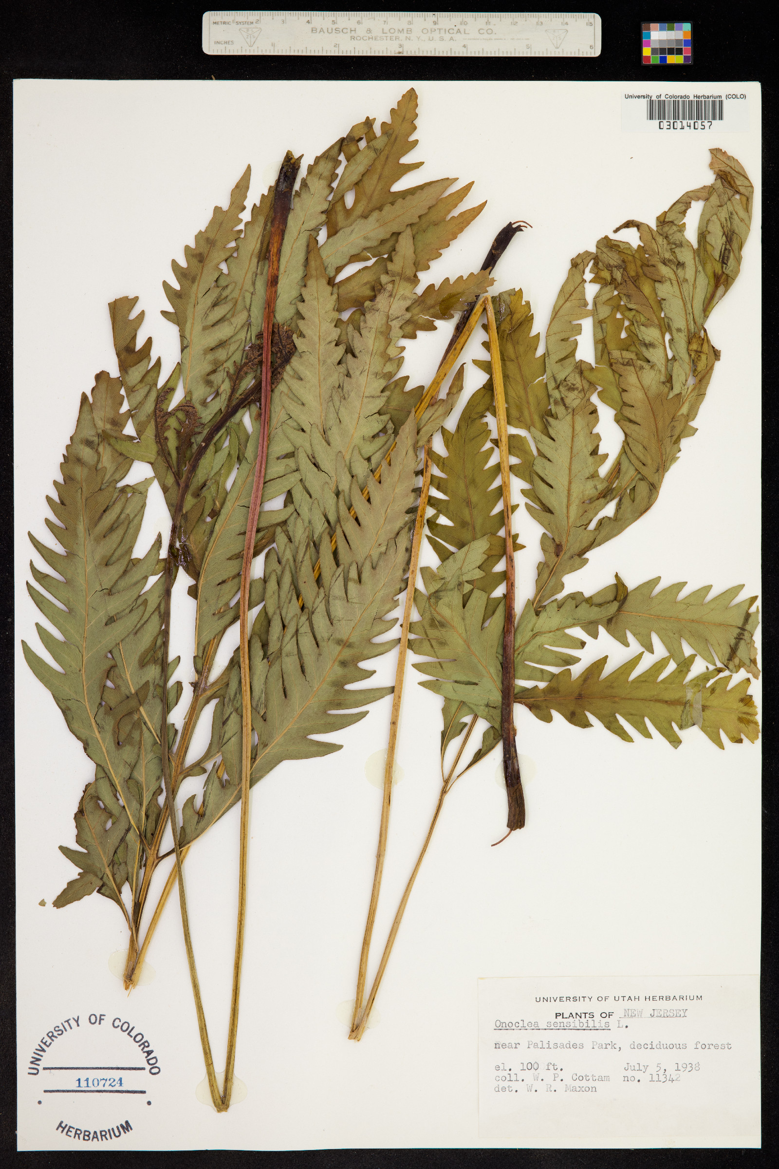 Onoclea sensibilis image