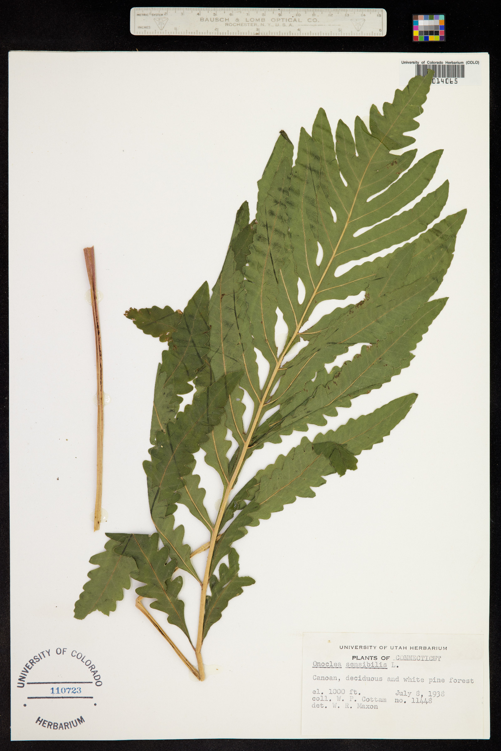 Onoclea sensibilis image