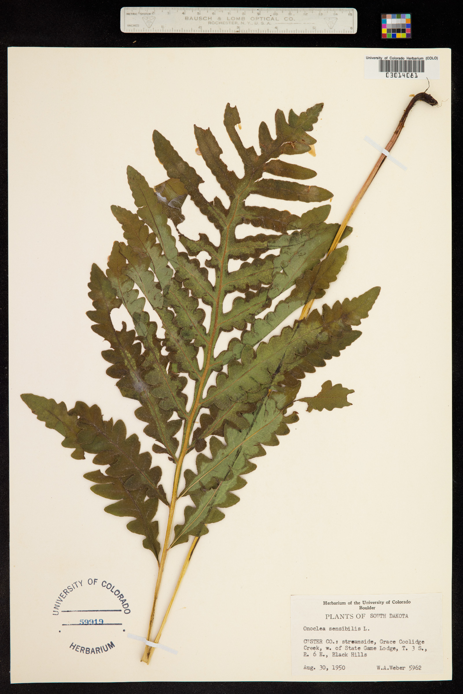 Onoclea sensibilis image