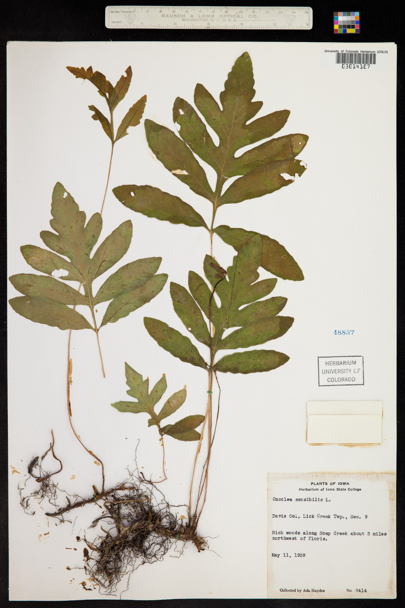 Onoclea sensibilis image