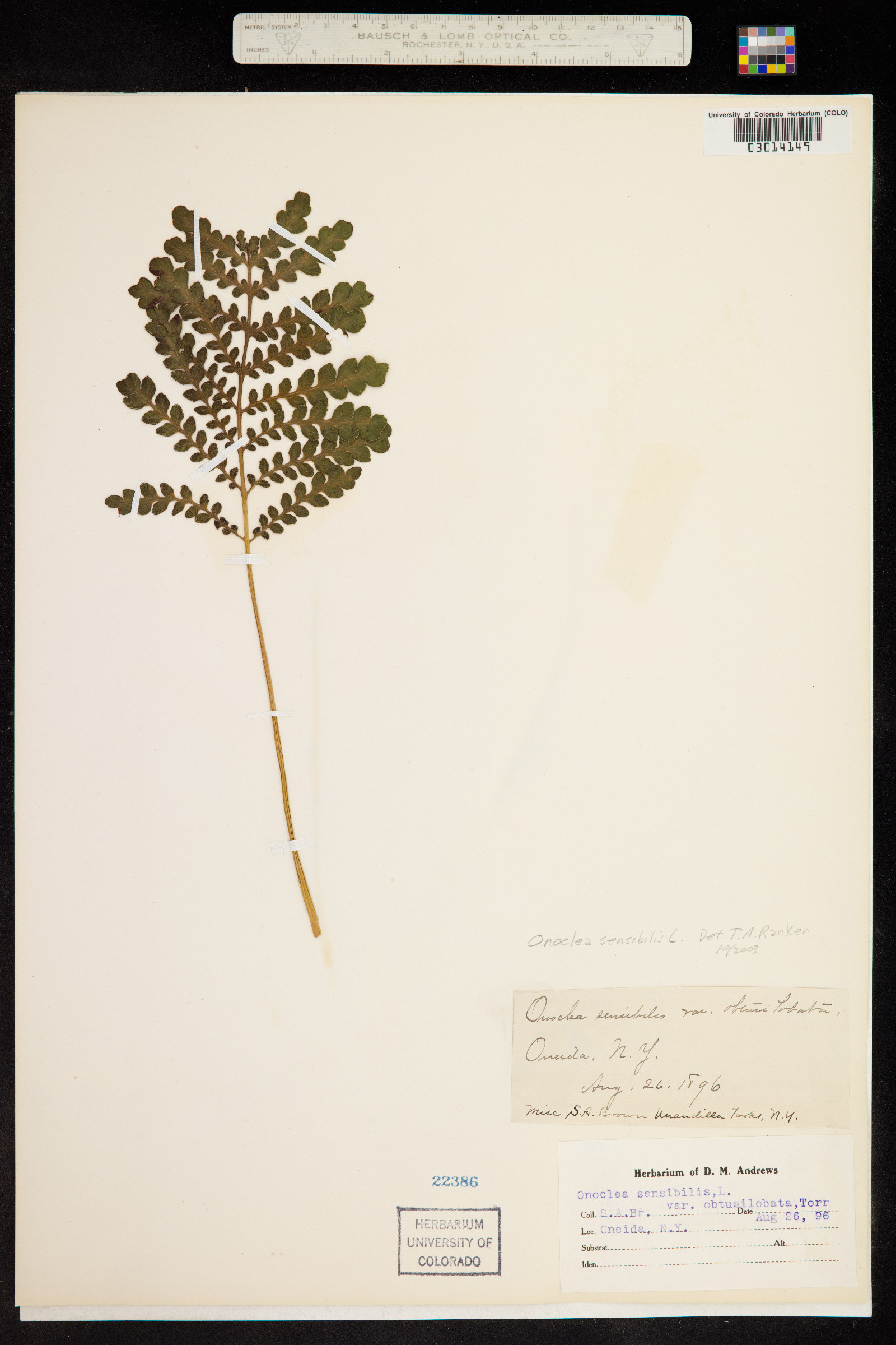 Onoclea image