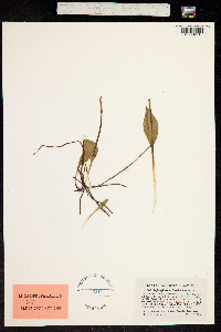 Image of Ophioglossum engelmannii