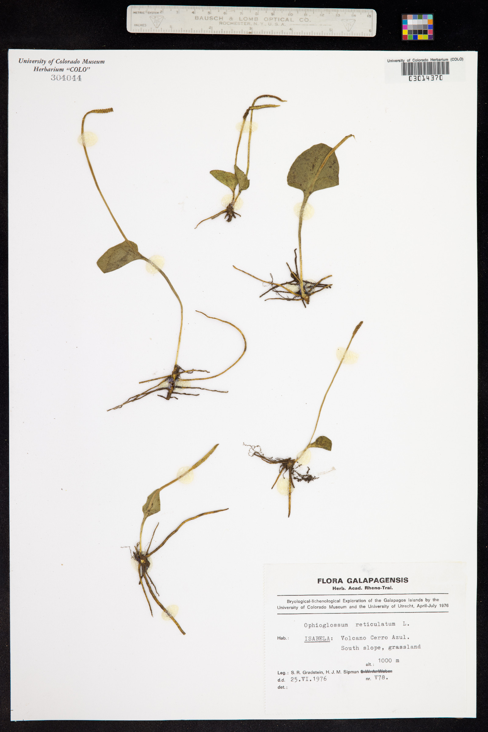 Ophioglossum reticulatum image