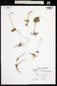 Image of Ophioglossum reticulatum