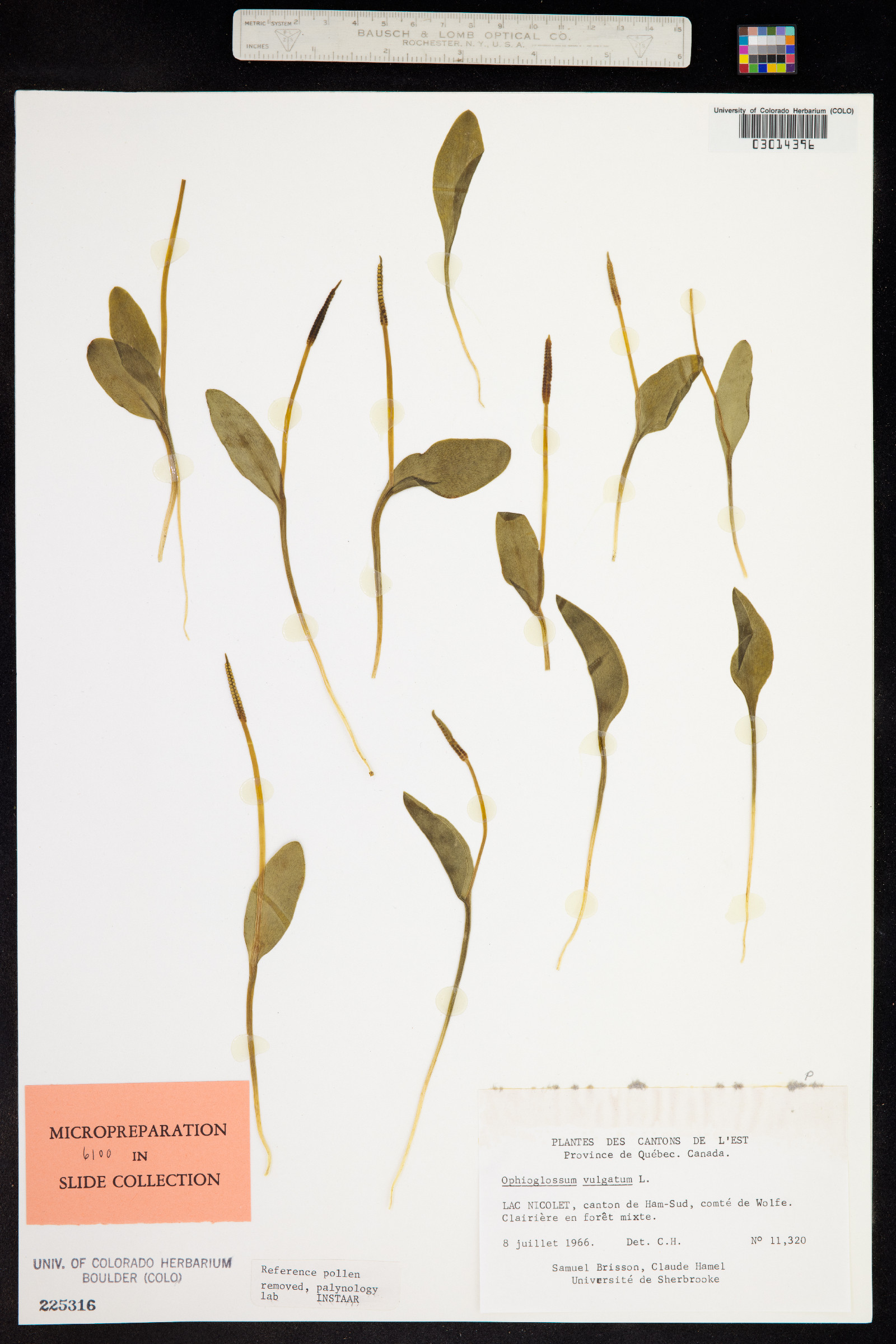 Ophioglossaceae image