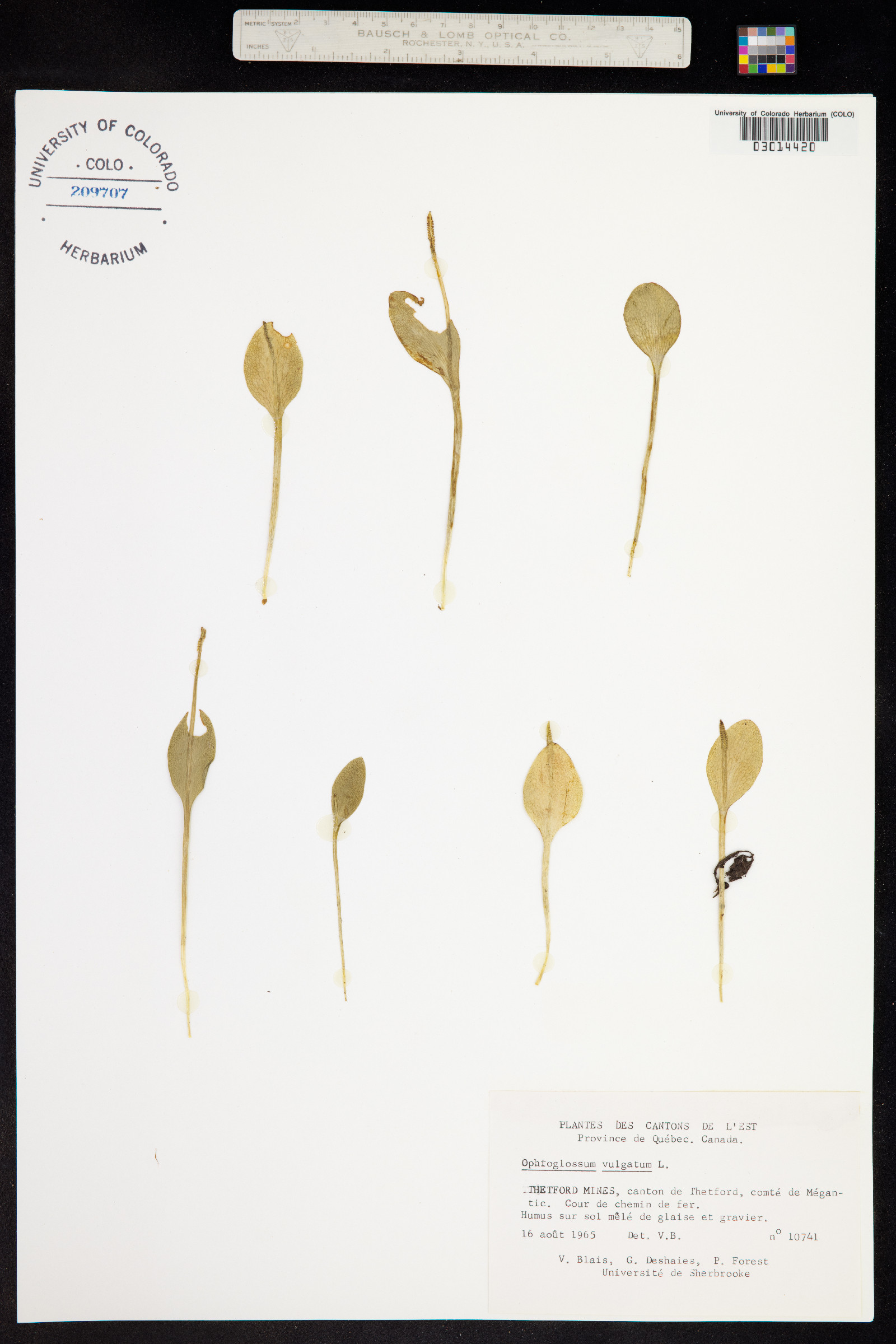 Ophioglossum vulgatum image