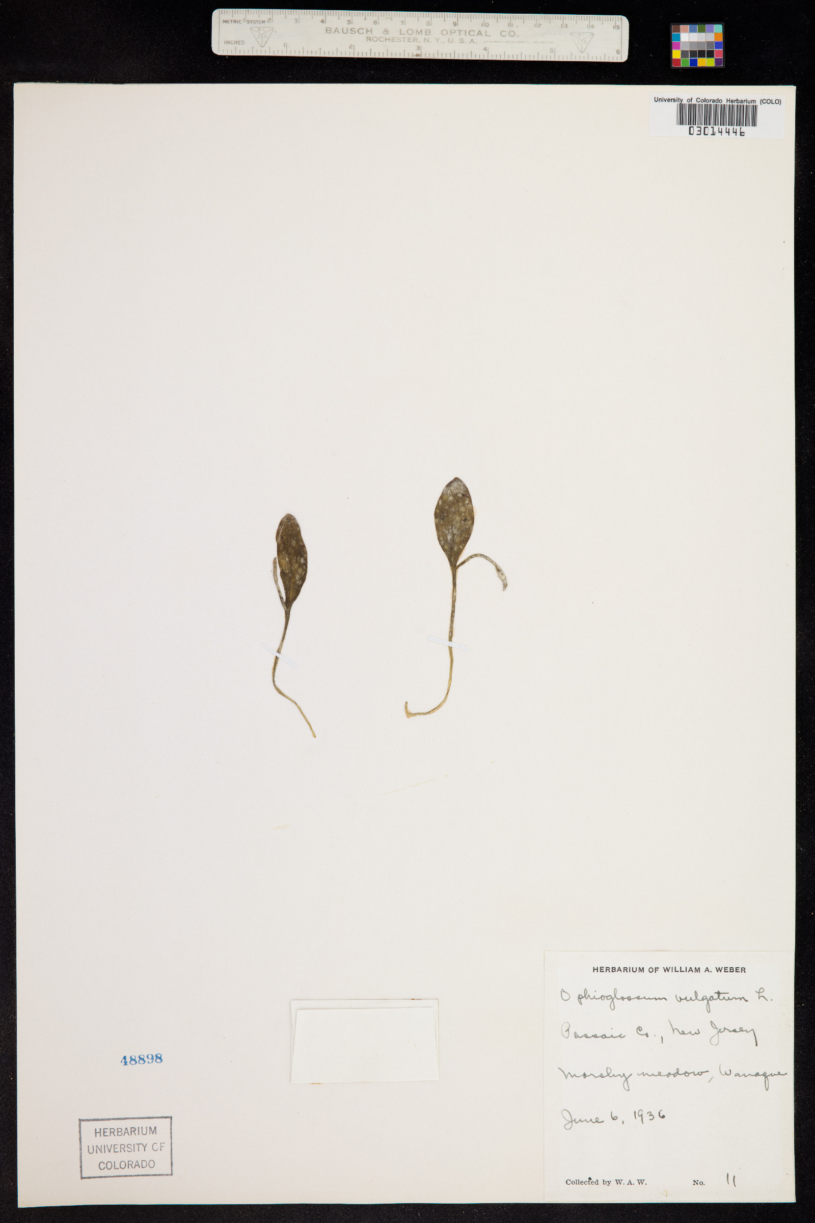 Ophioglossum vulgatum image