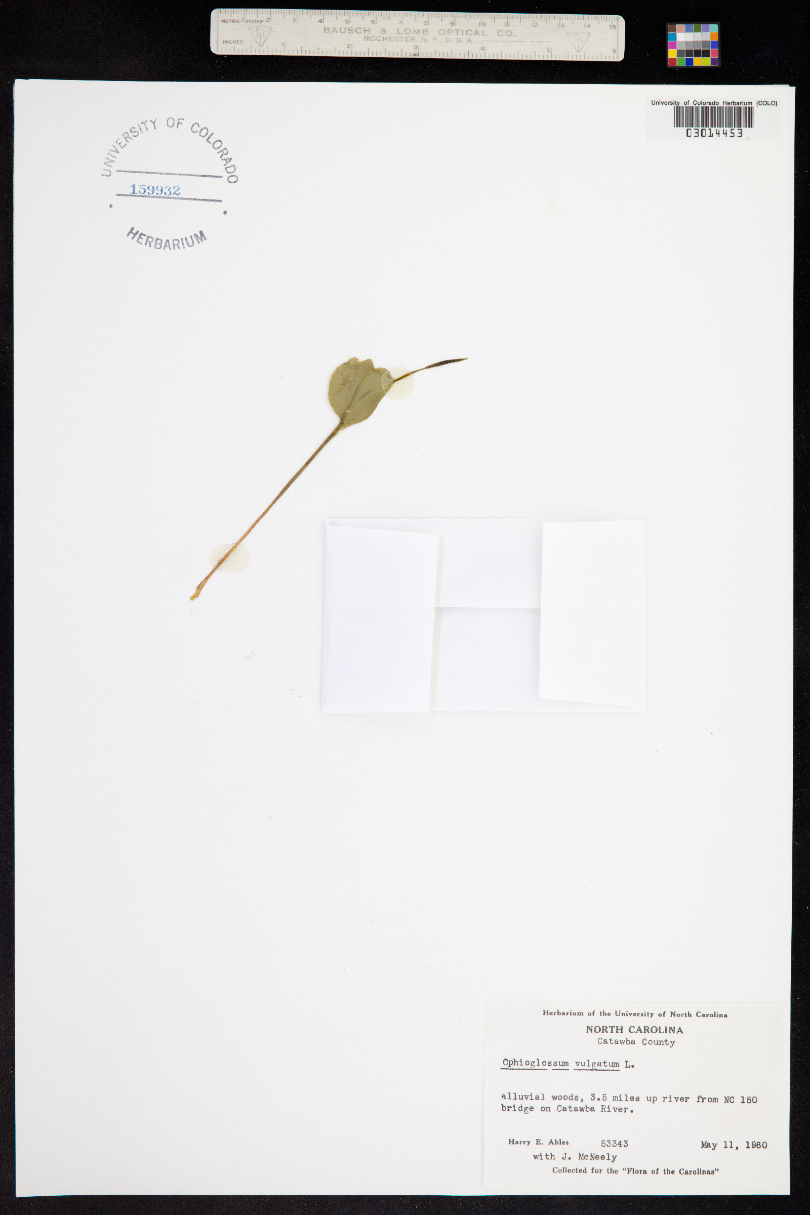 Ophioglossum vulgatum image