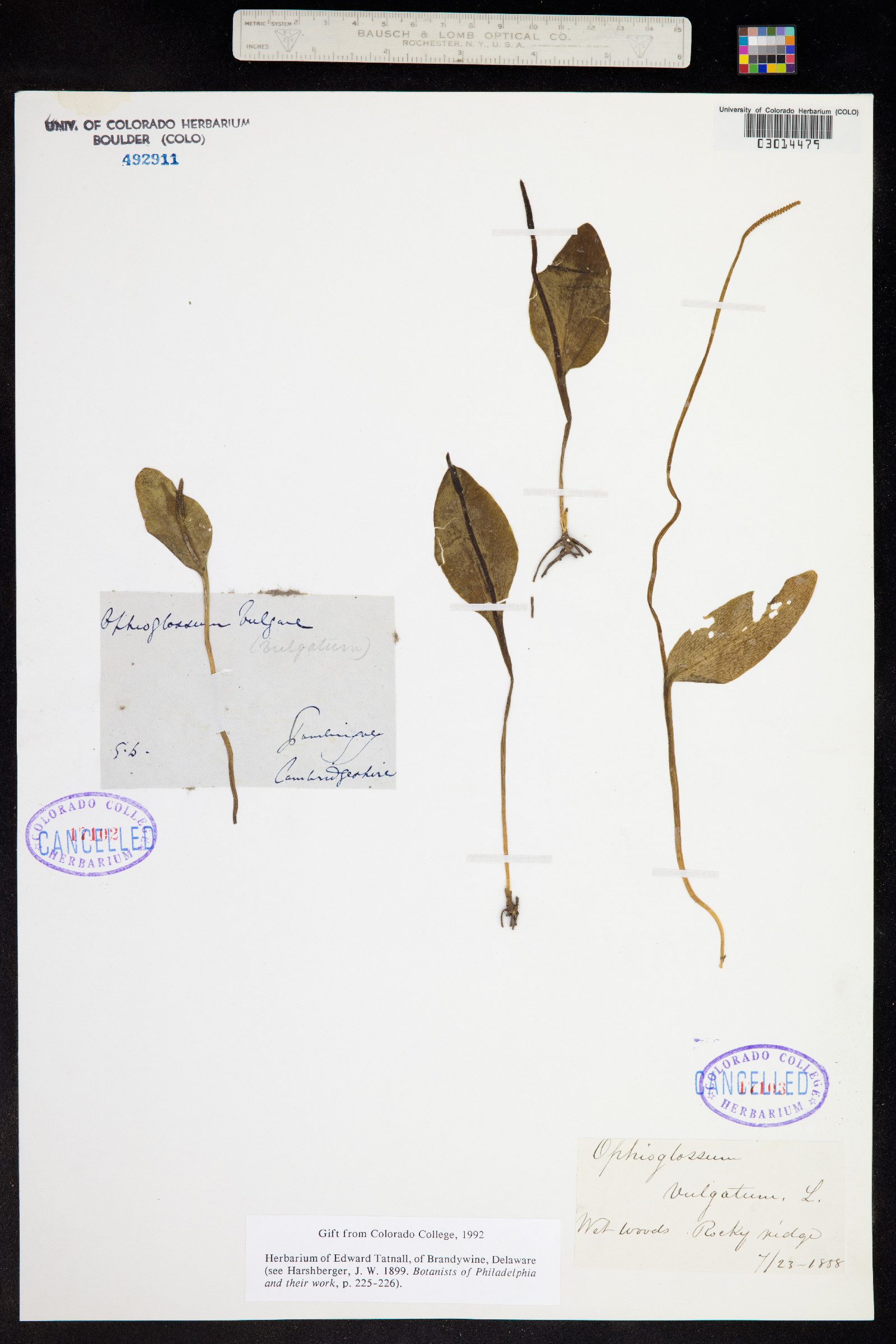 Ophioglossum vulgatum image