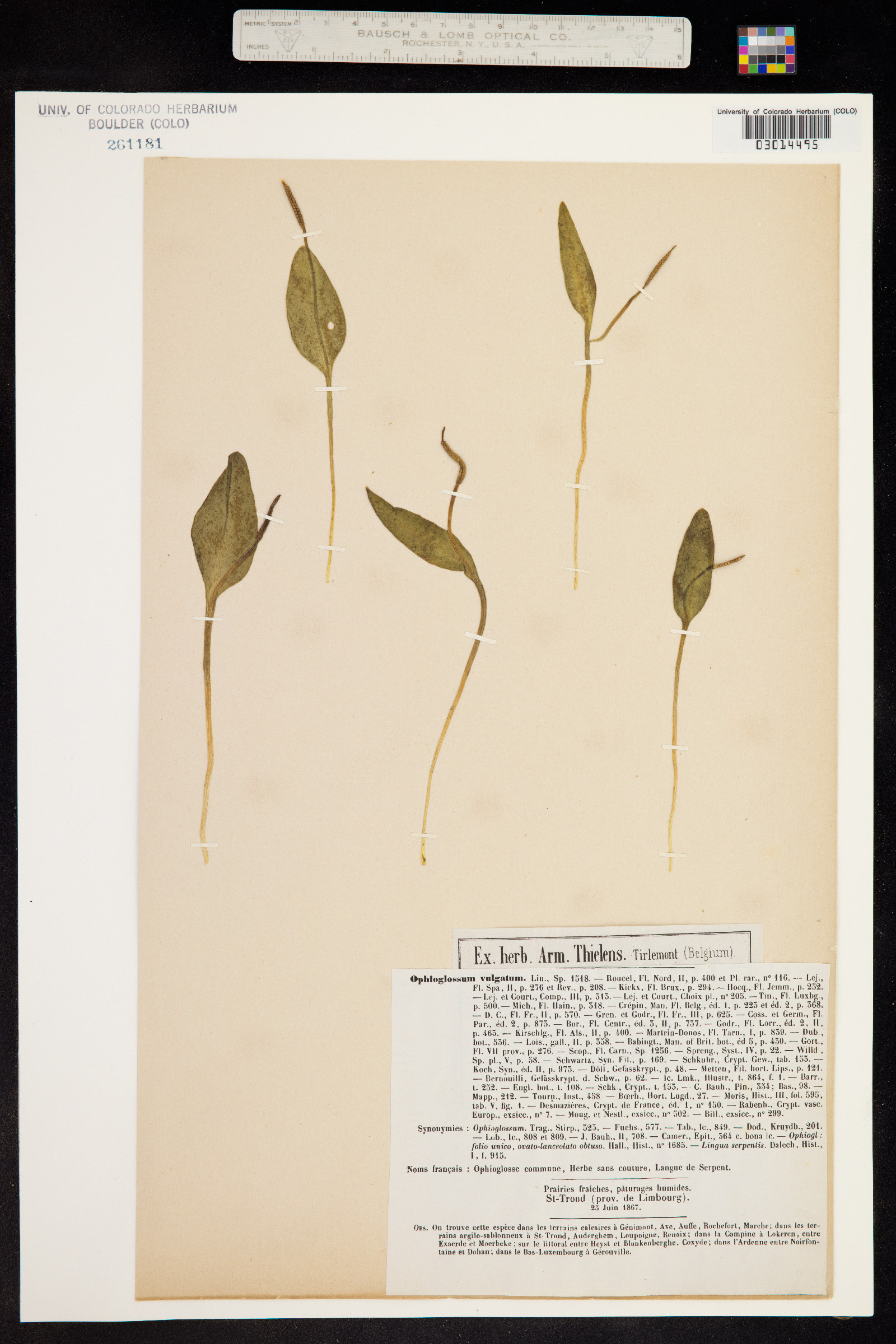 Ophioglossum vulgatum image