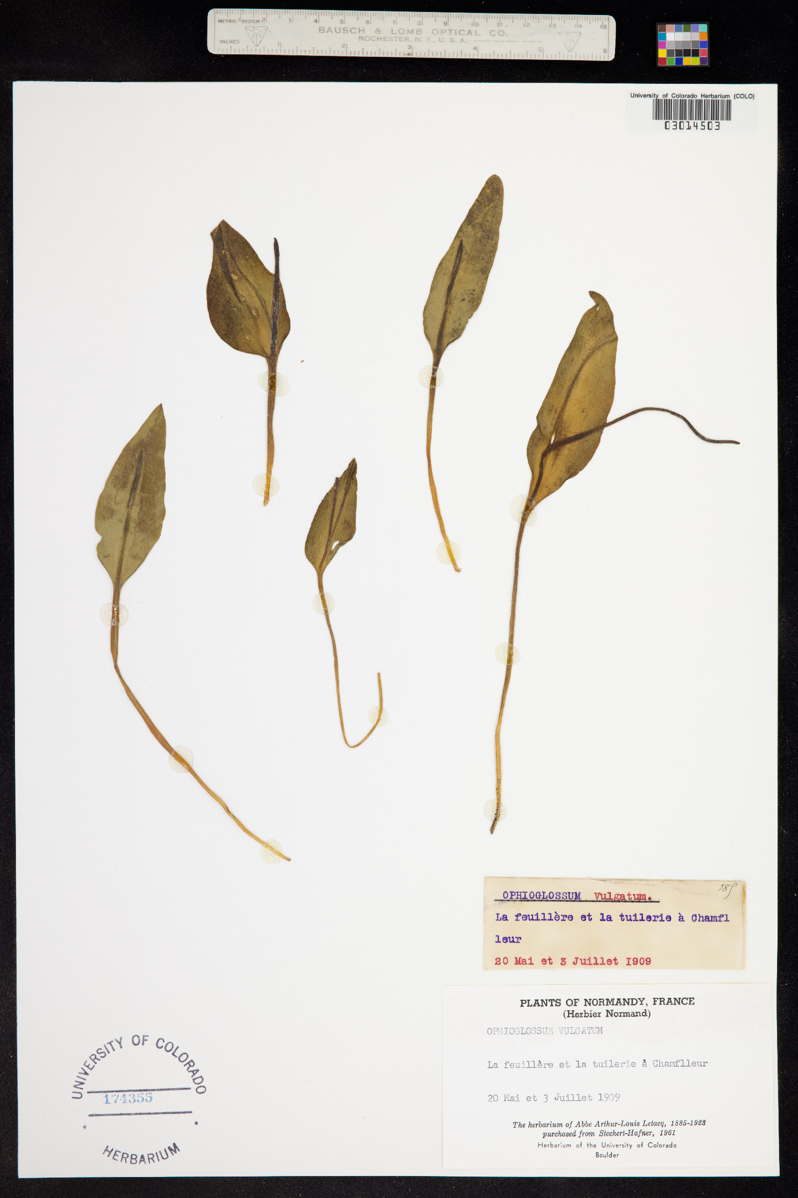 Ophioglossum vulgatum image