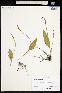 Image of Ophioglossum vulgatum