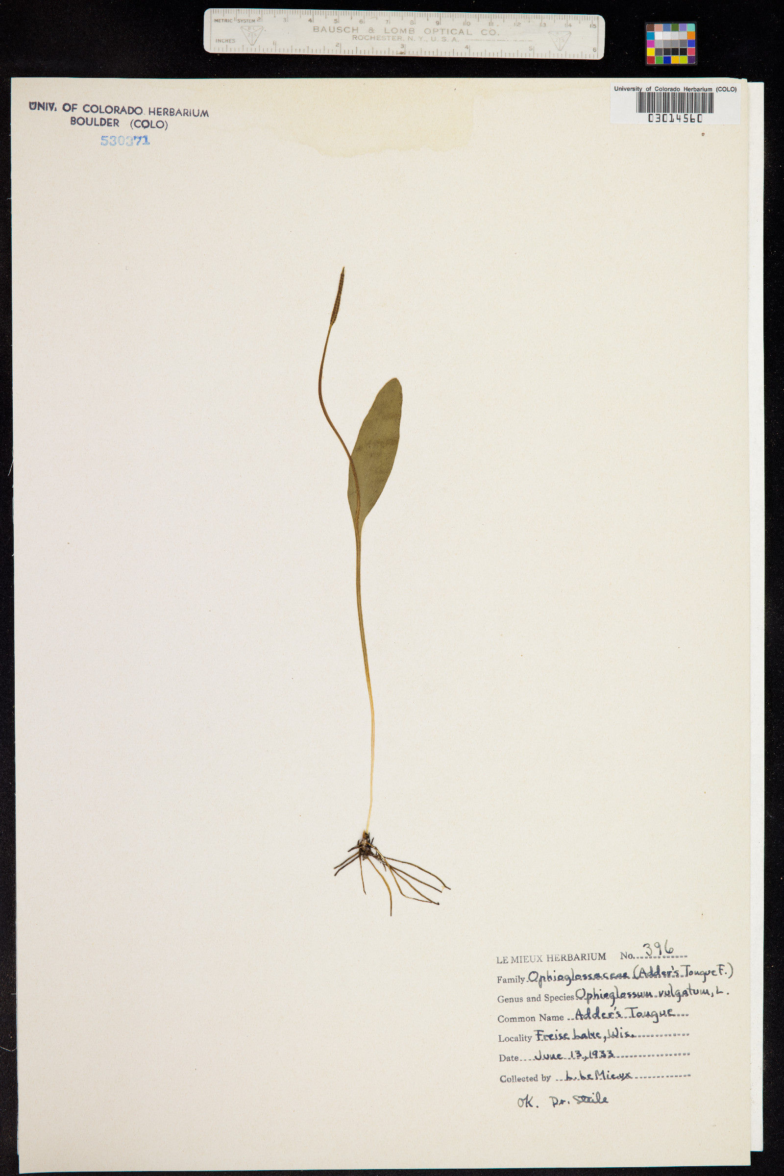 Ophioglossum vulgatum image