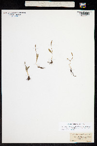 Image of Ophioglossum lusitanicum