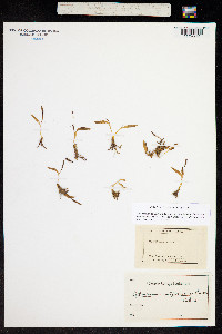 Image of Ophioglossum californicum
